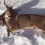 Sitka Blacktail Buck in Snow