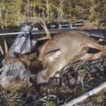 Dan's Blacktail Buck | AKTIS Blacktail Deer Calls