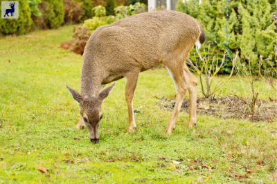 colombian black-tailed deer Odocoileus hemionus columbianus