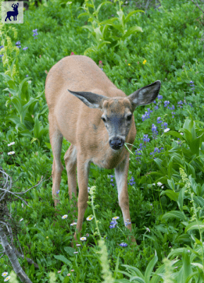 sitka black-tailed deer Odocoileus hemionus sitkensis