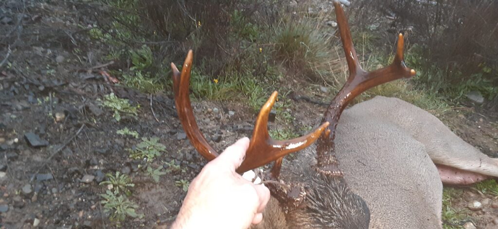 brian buck antlers