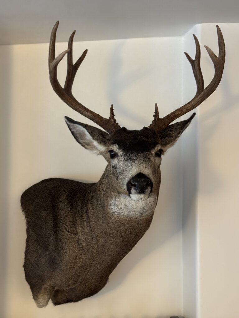 big buck mounted on wall anthony martin