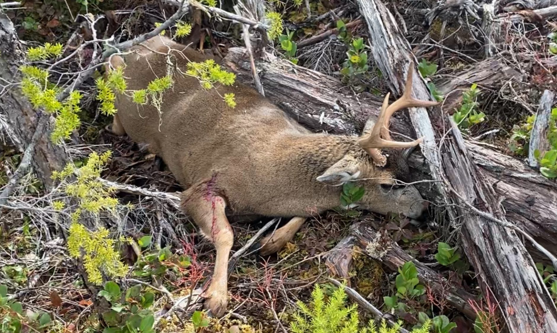 Dylan with buck following AKTIS called doe
